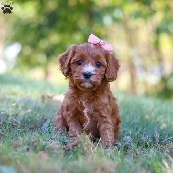 Cassie, Cavapoo Puppy